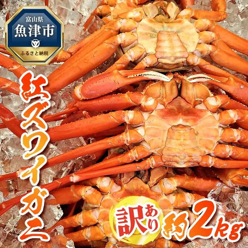【訳あり】 自社漁船直送！魚卸問屋のベニズワイガニ 約2kg ※2026年9月下旬～2027年5月下旬頃に順次発送予定 ※北海道・沖縄・離島への配送不可