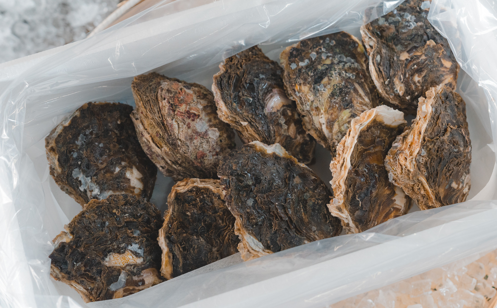 牡蠣 鳥取県産 天然 岩ガキ 夏輝 10個（300g以上×10個） ※着日指定不可 ※2026年6月上旬～8月下旬頃に順次発送予定