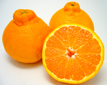 B353-14 露地トップオレンジ　優　１８玉