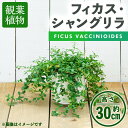 【ふるさと納税】＜観葉植物＞フィカス・シャングリラ(つる性ガジュマル)(高さ約30cm・巾約60cm、陶器鉢・受け皿付) 観葉植物 植物 インテリア 開店祝い 移転祝い おしゃれ 室内 ギフト プレゼント オフィス 陶器鉢 受け皿 つる性ガジュマル 個性【m24-02】【アイエヌエー】