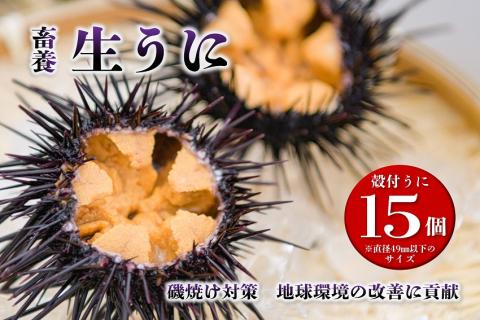 【訳あり】殻付きウニ 15個(1個約5cm未満) 【訳アリ 小サイズ 生うに 雲丹 生うに 雲丹 殻付き ムラサキウニ 山口県 長門市】(1407)