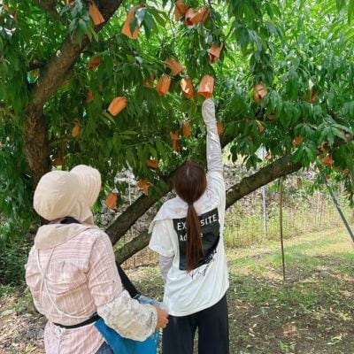 【品種おまかせ】岡山県産・白桃[白鳳・おかやま夢白桃・川中島白桃・白麗]約2kg(6~8玉)【配送不可地域：離島・北海道・沖縄県】【1726911】