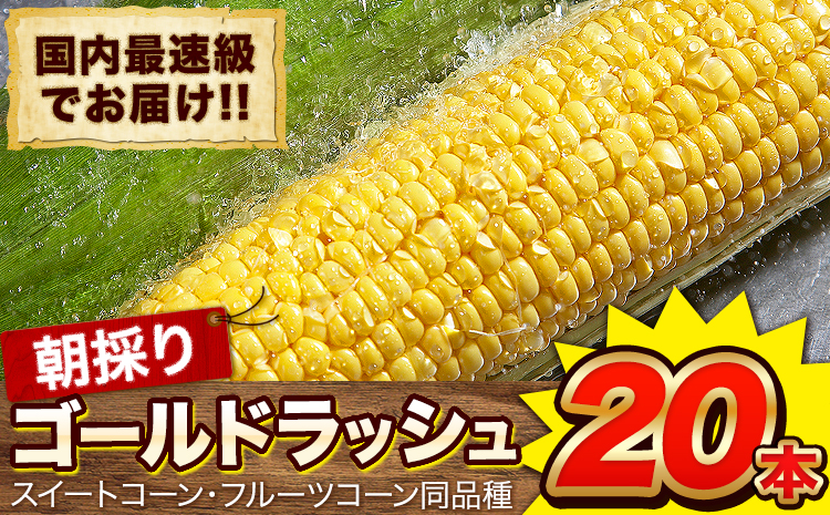 日本最速級出荷 朝採り ゴールドラッシュ 20本入り 3L-Lサイズ 《6月上旬- 6月末頃出荷》 熊本県 大津町 スイートコーン フルーツコーン とうもろこし トウモロコシ---oz_cgrdr_ac6_r7_18000_20p---