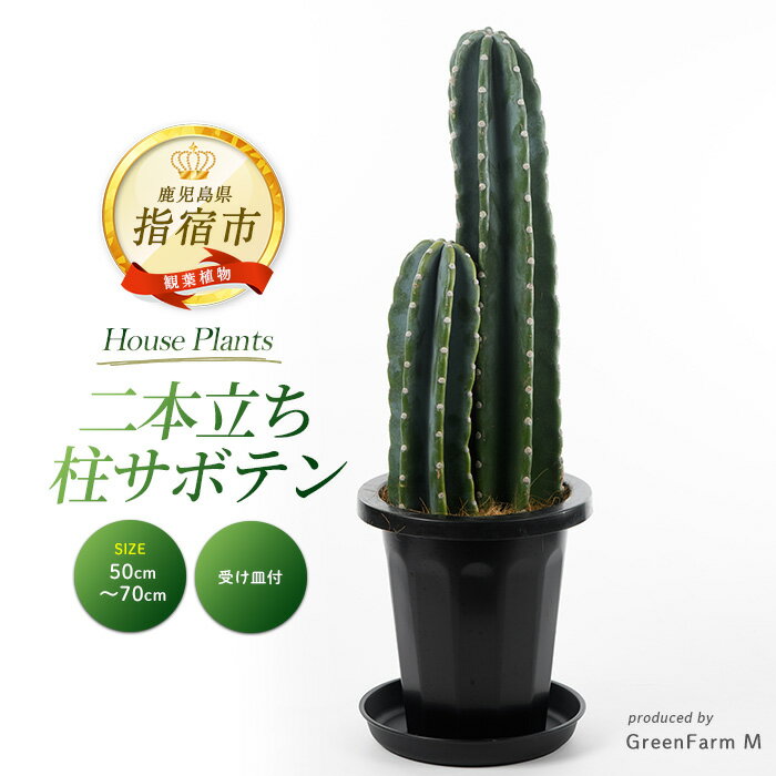 【ふるさと納税】＜先行予約受付中！2025年3月上旬以降順次発送＞二本立ち柱サボテン(50cm〜70cm) ※北海道・沖縄・離島配送不可※ サボテン さぼてん 多肉植物 観葉植物 鉢 おしゃれ インテリア グリーン 【Green Farm M】