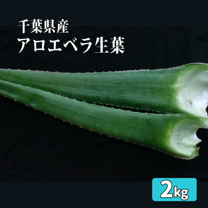 【ふるさと納税】アロエベラ生葉2kg ／ オススメ お刺身 砂糖漬け 蜂蜜漬け 送料無料 千葉県