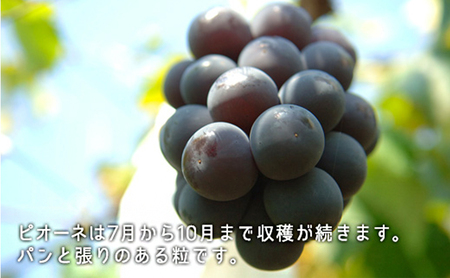 ぶどう 2026年 先行予約 果物 詰合せ シャイン マスカット 1房 ニュー ピオーネ 1房 合計約1kg
