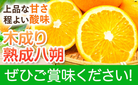 〈先行予約〉【産直】和歌山由良町産の木成り熟成八朔 約10kg（L-4Lサイズおまかせ）厳選館 《2026年3月中旬-5月中旬頃出荷》和歌山県 日高川町 柑橘 八朔 熟成 はっさく ハッサク