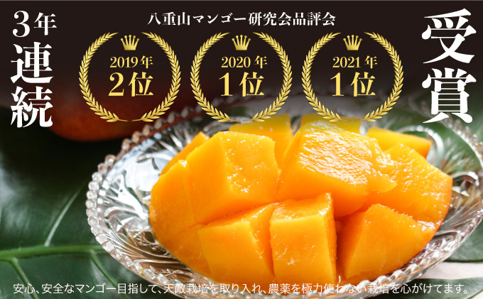 2025年 先行予約 アップルマンゴー 約1kg 2～4玉 完熟 マンゴー ますみ農園 果物 フルーツ
