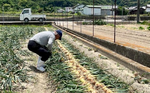 淡路島産玉ねぎ光玉10キロ