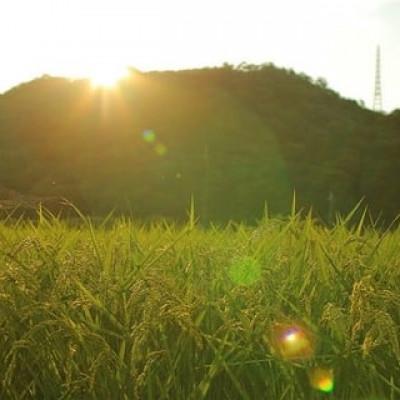 ふるさと納税 猪名川町 猪名川町のお米・コシヒカリ(精米)約18kg