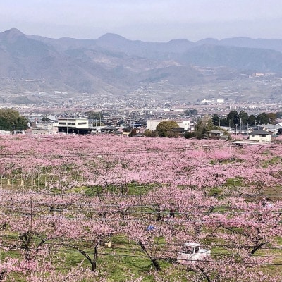 【心ばかりのお礼品】ヤマシタの桃ごごち×2本・葡萄ごこち×1本　計3本入(もも飲料/ぶどうジュース)