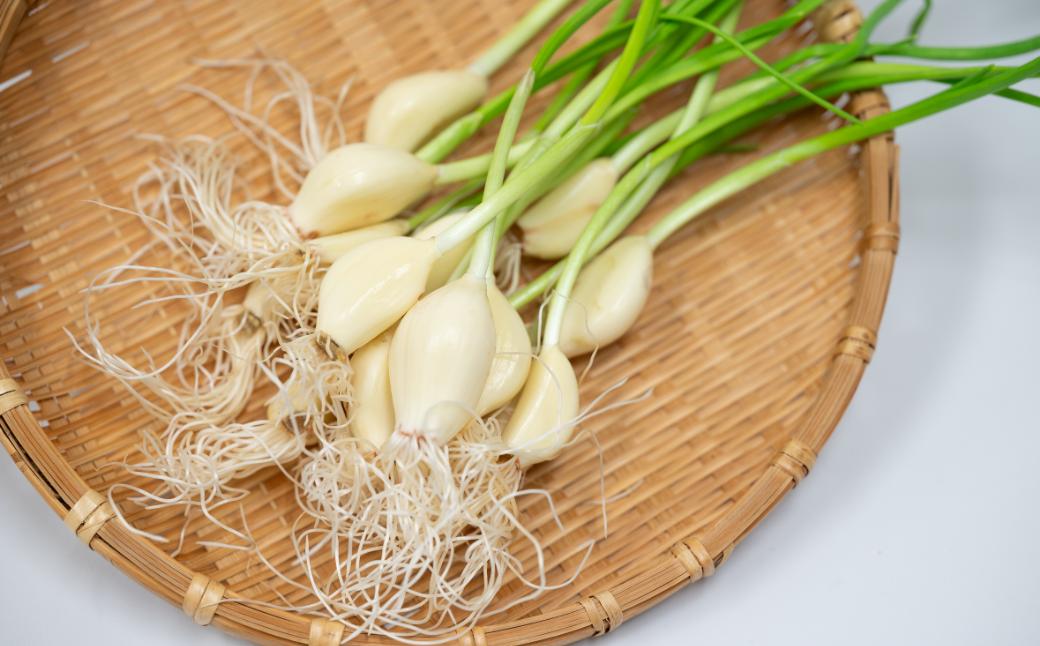 栄養満点！スプラウトにんにく