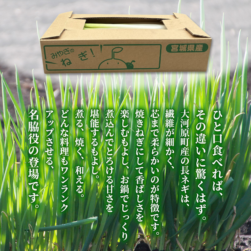 長ねぎ 約5kg 新鮮 野菜 ねぎ 葱 野菜 やさい 新鮮 鍋 薬味 焼きネギ 業務用 家庭用 宮城県 大河原町