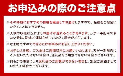 【先行予約】岡山県産 岡山白桃 エース L～3Lサイズ シャインマスカット 計 1kg 詰合せ 株式会社 はちや《7月上旬-8月下旬頃出荷》もも 岡山 国産 フルーツ 果物 岡山県 浅口市 フルーツ 