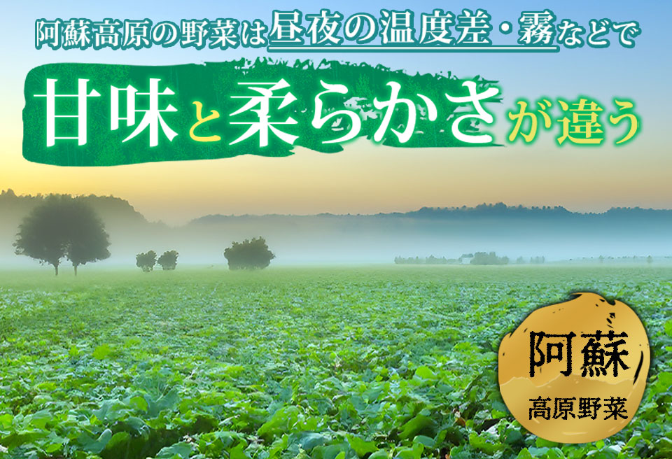 季節のお野菜セット Lサイズ 野菜 8～10品 詰め合わせ 新鮮 減農薬 旬 産地直送 採れたて 美味しい 人気 自然 安心 安全 旬 熊本 阿蘇 Lサイズ（8～11品）