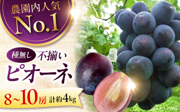 
                  【2026年先行予約】＜8月下旬から順次発送＞【訳あり】ピオーネ4kg（8から10房） ぶどう ブドウ 葡萄 budou マスカット ますかっと 2026年発送 大粒 種なし 不揃い 皮ごと フルーツ 果物 くだもの 産地直送 お取り寄せ 送料無料 農家直送 新鮮 ギフト 人気 完熟 甘い デザート ランキング 夏 三次市/芝床農園 [APCK003]
                