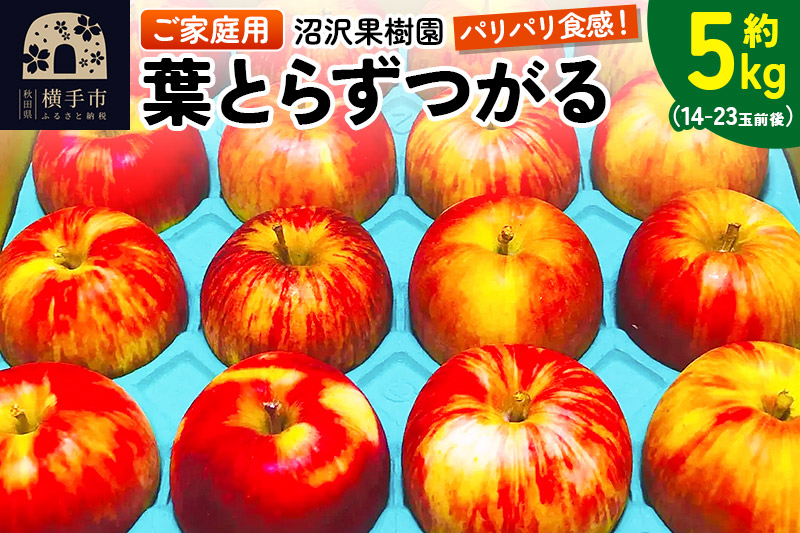 
            パリパリ食感 葉とらずつがる ご家庭用 約5kg（14～23玉前後）
          