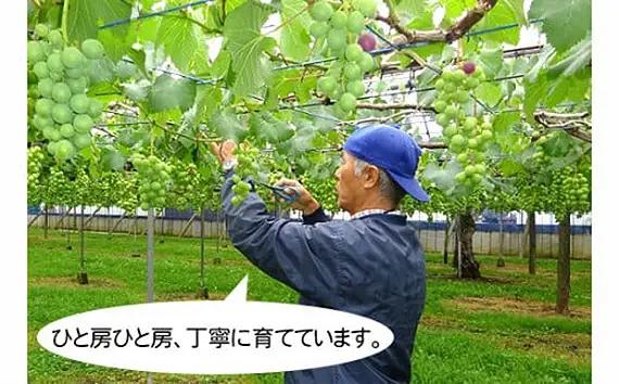 岩井の巨峰（令和8年産）約2.5kg ／ 葡萄 ブドウ ぶどう 果物 くだもの フルーツ 新鮮 自然 甘い 酸味 バランス 大きい 高品質 果実 茨城県 特産品 No.908