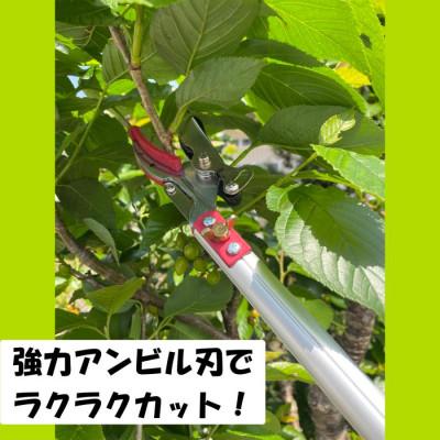 ふるさと納税 小野市 大進 イージーカット高枝切鋏 DG-500S 高枝切りバサミ 4939736701577 |  | 03
