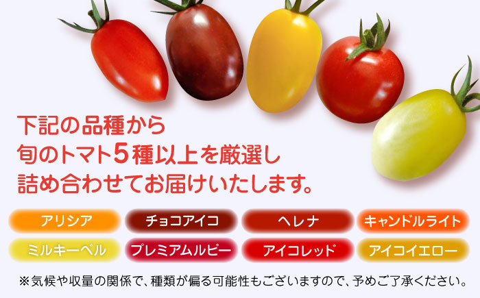 【期間限定】熊本県産 減農薬栽培 トマト ミディトマト 詰め合わせ 800g 食べ比べ ギフトセット 産地直送【矢仁田農園】[YDE002] 