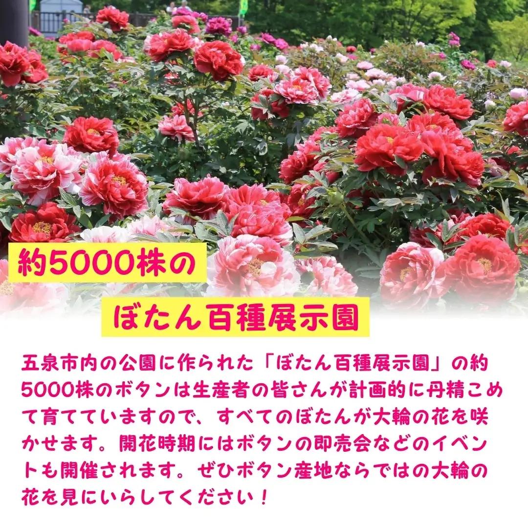 ボタン根巻 3年生 特大苗セット 2色各1株 | ボタン 五泉市 新潟県