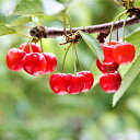 【ふるさと納税】《先行予約》2025年山形県産さくらんぼ 紅てまり バラ詰500g 特秀2L以上 F20A-900 ※沖縄・離島への配送不可