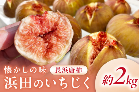 【先行予約】浜田のいちじく懐かしの味！長浜唐柿（蓬莱柿）生食用 約2kg 8月下旬から発送【113_2058】