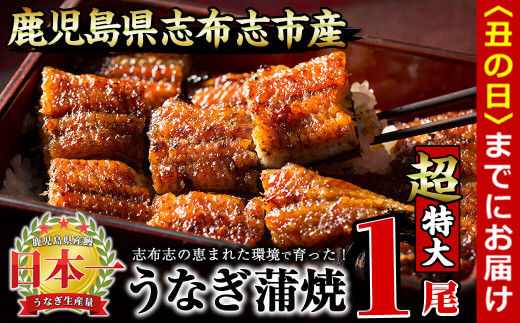 【丑の日までに配送】【数量限定】うなぎの大楠＜超特大＞1尾190g a2-075-us