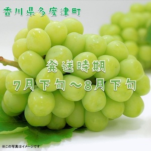 ハウスシャインマスカット　１房　化粧箱【令和6年7月下旬頃発送!予約受付中!】【B-35】