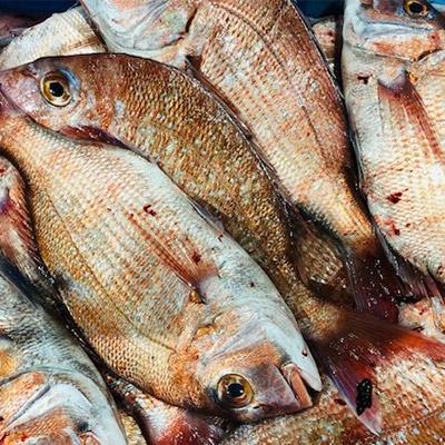 ふるさと納税 八幡浜市 竹中水産の当地自慢の鮮魚2種「真鯵と天鯛」!約1キロセット!(宇和海産)【C22-255】 |  | 01