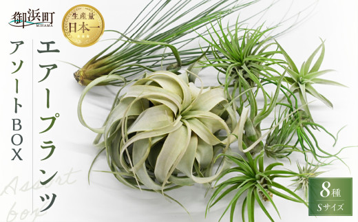南紀グリーンハウスのエアープランツアソートBOX【エアープランツ プランツ ティランジア 詰め合わせ 観葉植物 植物 エアプランツ 園芸 インテリア ギフト セット 癒し 飾り 吊るす 三重県 御浜町 】