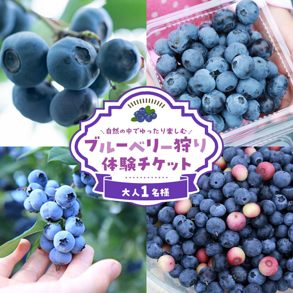 【ふるさと納税】ブルーベリー狩り体験チケット　1名様分 | ブルーベリー 果樹園 体験チケット 券 人気 おすすめ 送料無料