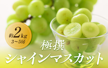 【2025年8月中旬より発送】特秀品！シャインマスカット　約2kg(3～5房) |フルーツ シャインマスカット 旬 美味しい シャインマスカット 新鮮 フルーツ 詰合せ シャインマスカット フルーツ 人気 シャインマスカット フルーツ 厳選 シャインマスカット おすすめ フルーツ