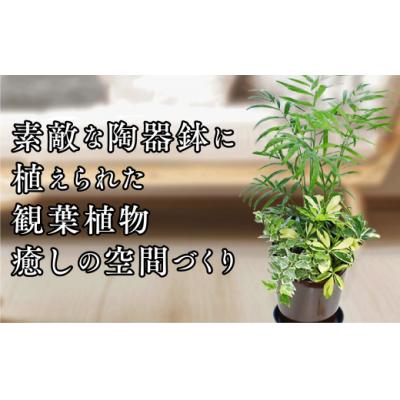 ふるさと納税 山口市 【日本の蘭】富貴蘭　風蘭　白丸陶器鉢 D055