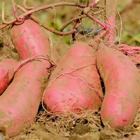 べにはるか平切り320g×3袋_果物・フルーツ 干し芋 ドライフルーツ ほしいも ホシイモ_【配送不可地域：離島・沖縄県】【1590771】
