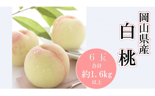 岡山県産 白桃６玉（合計1.6kg以上）（ハックルベリーフィン）/　関連するキーワード 岡山の白桃 ロイヤル 岡山 人気  岡山ロイヤル 清水白桃他