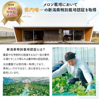 太田農園メロン“GIFT”赤肉メロン＆青肉メロンセット（各1玉ずつ） 2025年 先行予約 メロン セット 赤肉 赤肉メロン 青肉 青肉メロン 高級 果物 フルーツ デザート 新潟 夏フルーツ
