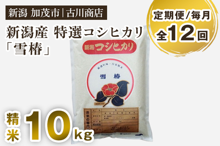 【定期便12ヶ月毎月お届け】新潟県産 特選コシヒカリ「雪椿」精米10kg 白米 加茂市 お米の専門店 古川商店 定期便 定期購入 定期 コシヒカリ 新潟県産コシヒカリ 米 お米
