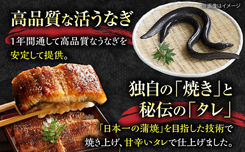 【全12回定期便】福岡県産 うなぎ 蒲焼 大2尾　合計 320 g（1尾あたり 160g以上）《豊前市》【福岡養鰻】 国産 うなぎ 大 [VAD013]