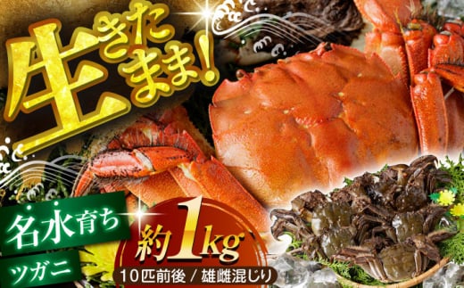 【期間・数量限定】浦戸湾育ちの天然ツガニ（モクヅガニ）【土佐の廣丸】