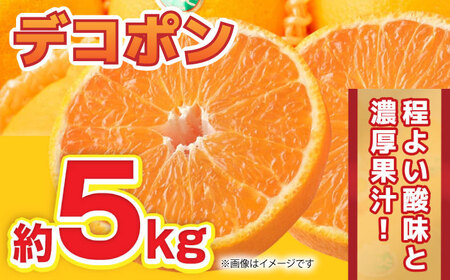 【先行予約】2月～3月発送 デコポン 約5kg 果物デコポン柑橘ZBG008