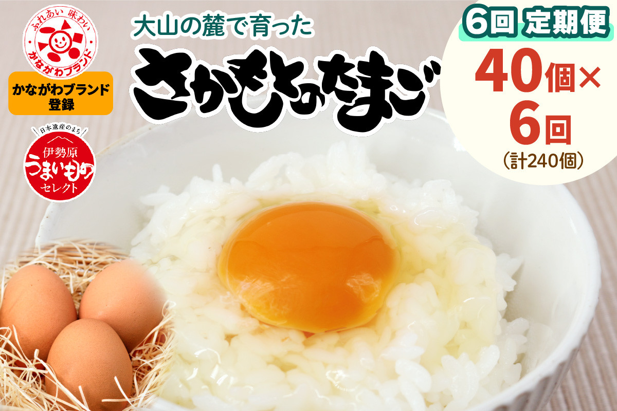 
[定期便] 坂本養鶏 大山の麓で育ったさかもとのたまご 合計240個 (40個×6回) [0093] 伊勢原市 赤玉卵 玉子 鶏卵 生卵 国産 TKG タマゴ 新鮮
