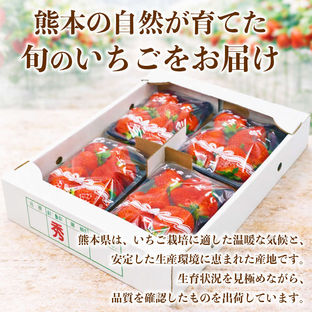 【先行予約】 いちご 約1kg（約250g×4パック） イチゴ 苺 果物 くだもの フルーツ 旬 ジャム スムージー スイーツ 熊本県 八代市 【2027年1月上旬より順次発送】_イメージ4