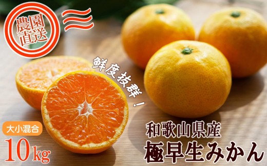 
                  【極早生みかん】みかん 10kg 家庭用 大小混合サイズ 和歌山県海南市産 産地直送 
                