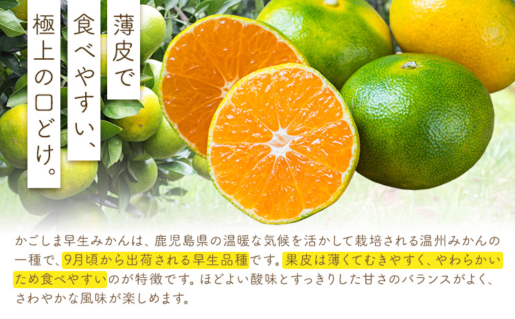 かごしま早生みかん L LL サイズ混合 10kg 田野農園《10月中旬-1月中旬頃出荷》鹿児島県 さつま町 早生 みかん 蜜柑 柑橘 果物 くだもの フルーツ ジューシー 送料無料