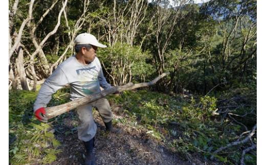 【先行受付 2026年3月以降発送】 伊勢志摩 備長炭　半長小　約1kg／マルモ 製炭所　BBQ　料理　炭火　七輪　囲炉裏　火鉢　キャンプ