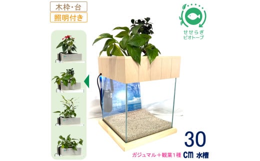 せせらぎビオトープ　30cm型照明+木枠台セット（ガジュマル＋他1種）