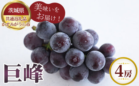 【先行予約】お中元　巨峰　4房【茨城県共通返礼品 かすみがうら市】 No.615