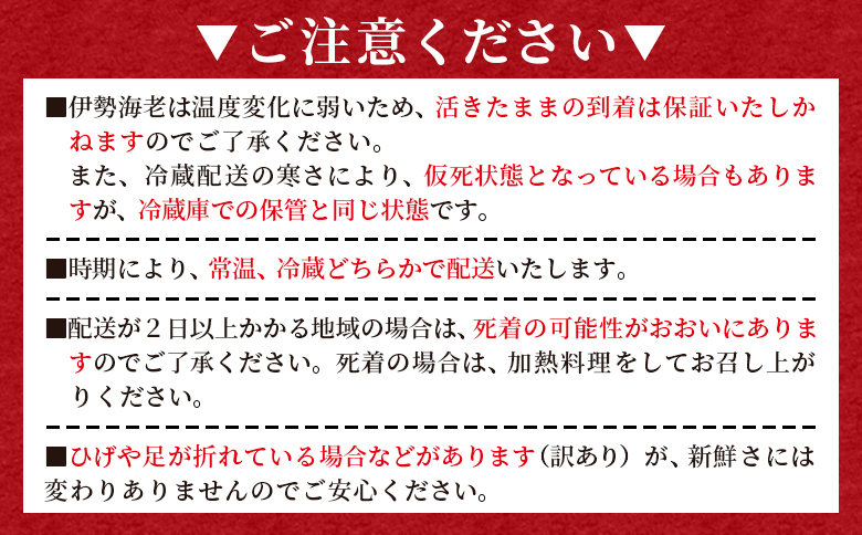 活 伊勢海老 計750g(1～3匹) 冷蔵 - 訳あり 国産 エビ えび 海鮮 魚介 産地直送 プリプリ 味噌汁 刺身 焼き物 汁物 えび蔵 高知県 香南市 冷蔵 10000円以上 1万円以上 eb-