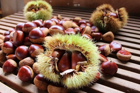 低温熟成 丹波くり 3Lサイズ 1kg ≪ 数量限定 ≫( 500g×2袋 ) 京丹波町産 国産 京都 丹波 和栗 熟成 栗 くり 甘い 栗ごはん 秋の味覚 ※北海道・沖縄・その他離島への配送不可 [